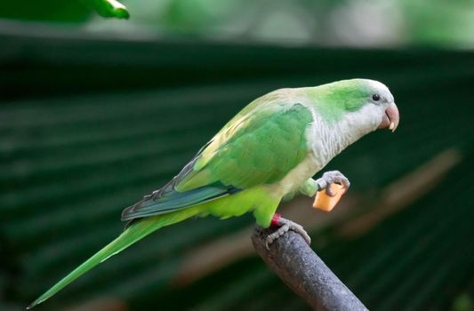 Monk parakeet (Myiopsitta monachus), also known as the Quaker parrot sitting on a branch