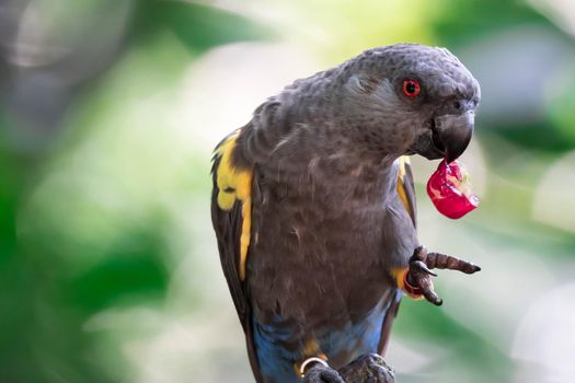 A Rueppell's parrot (Poicephalus rueppellii) is endemic in southwestern Africa from central Namibia to southwest Angola.