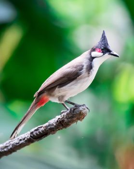 A Red-whiskered Bulbul bird is a passerine bird found in Asia