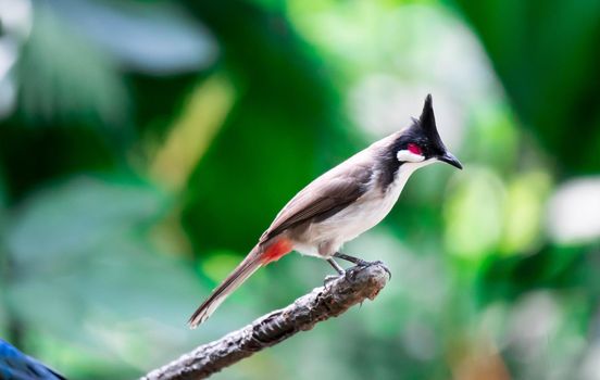 A Red-whiskered Bulbul bird is a passerine bird found in Asia