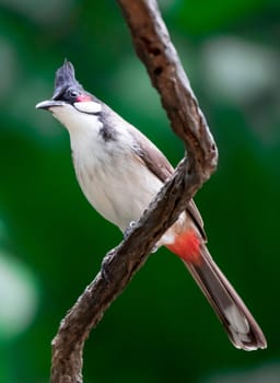 A Red-whiskered Bulbul bird is a passerine bird found in Asia