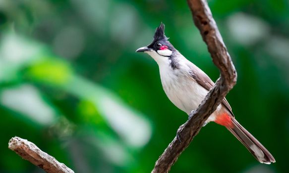 A Red-whiskered Bulbul bird is a passerine bird found in Asia