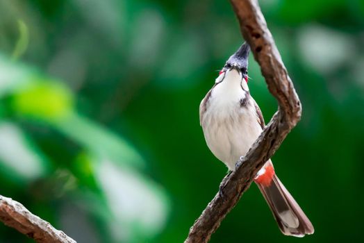 A Red-whiskered Bulbul bird is a passerine bird found in Asia