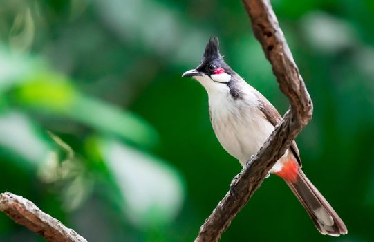 A Red-whiskered Bulbul bird is a passerine bird found in Asia