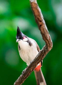 A Red-whiskered Bulbul bird is a passerine bird found in Asia