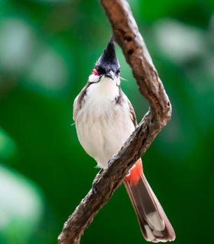 A Red-whiskered Bulbul bird is a passerine bird found in Asia