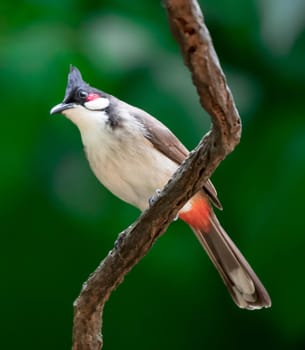A Red-whiskered Bulbul bird is a passerine bird found in Asia