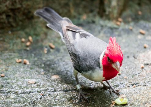 A hawaiian red-crested cardinal Paroaria coronata bird