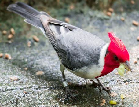 A hawaiian red-crested cardinal Paroaria coronata bird