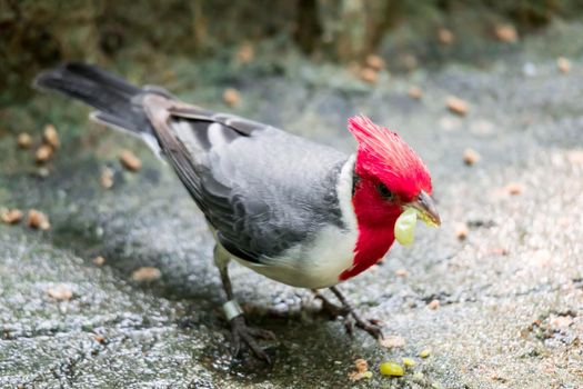 A hawaiian red-crested cardinal Paroaria coronata bird