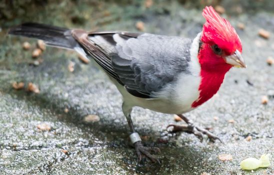 A hawaiian red-crested cardinal Paroaria coronata bird