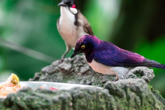 A Violet-backed Starling Cinnyricinclus leucogaster, also known as Amethyst or Plum-coloured Starling