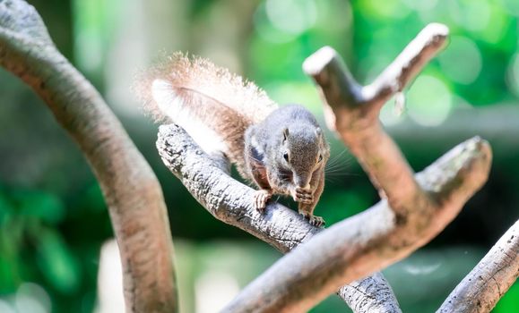 A Plantain squirrel, oriental squirrel or tricoloured squirrel (Callosciurus notatus). rodents, Mammal. On tree branch