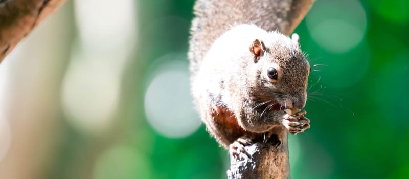 A Plantain squirrel, oriental squirrel or tricoloured squirrel (Callosciurus notatus). rodents, Mammal. On tree branch