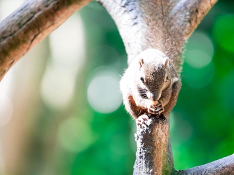 A Plantain squirrel, oriental squirrel or tricoloured squirrel (Callosciurus notatus). rodents, Mammal. On tree branch