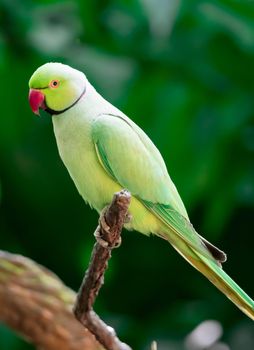 A Rose-ringed Parakeet, Psittacula krameri, also known as Ring-necked Parakeet