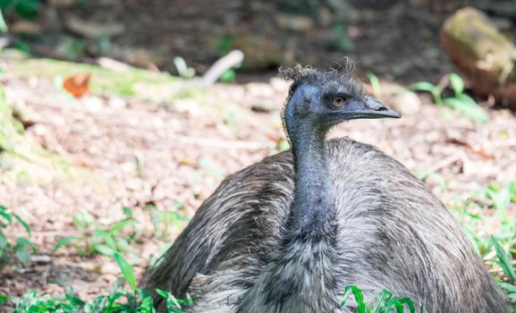 A Emu bird Dromaius novaehollandiae. Close up shot of EMU bird