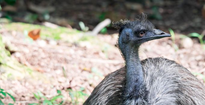 A Emu bird Dromaius novaehollandiae. Close up shot of EMU bird