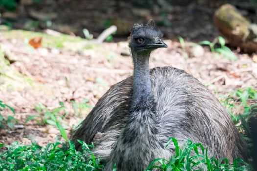 A Emu bird Dromaius novaehollandiae. Close up shot of EMU bird