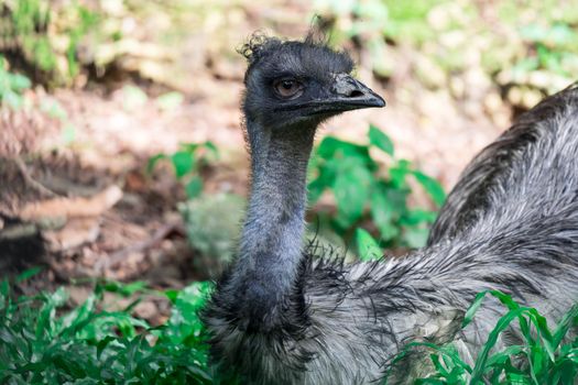 An Emu bird Dromaius novaehollandiae. Close up shot of EMU bird. Emu is the second-largest living bird by height