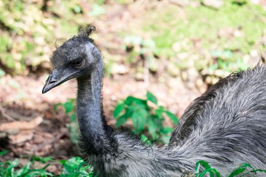 An Emu bird Dromaius novaehollandiae. Close up shot of EMU bird. Emu is the second-largest living bird by height