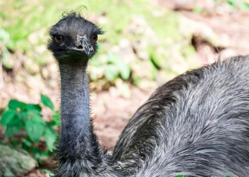 An Emu bird Dromaius novaehollandiae. Close up shot of EMU bird. Emu is the second-largest living bird by height