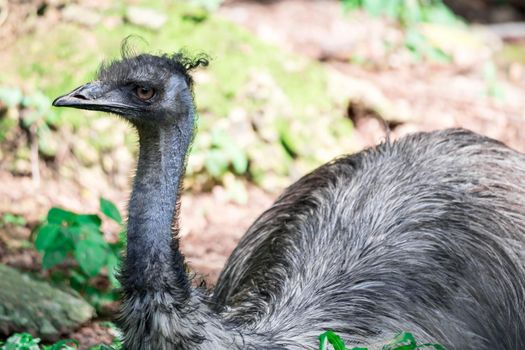 An Emu bird Dromaius novaehollandiae. Close up shot of EMU bird. Emu is the second-largest living bird by height