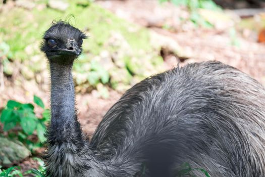 An Emu bird Dromaius novaehollandiae. Close up shot of EMU bird. Emu is the second-largest living bird by height