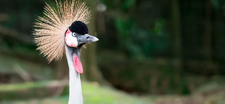 A Grey crowned crane, also known as the African crowned crane, golden crested crane, golden crowned crane, East African crane, East African crowned crane, Eastern crowned crane, South African crane