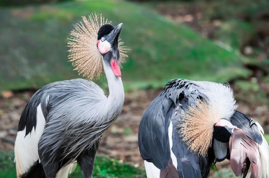 A Grey crowned crane, also known as the African crowned crane, golden crested crane, golden crowned crane, East African crane, East African crowned crane, Eastern crowned crane, South African crane