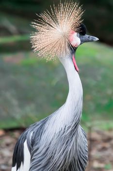 A Grey crowned crane, also known as the African crowned crane, golden crested crane, golden crowned crane, East African crane, East African crowned crane, Eastern crowned crane, South African crane