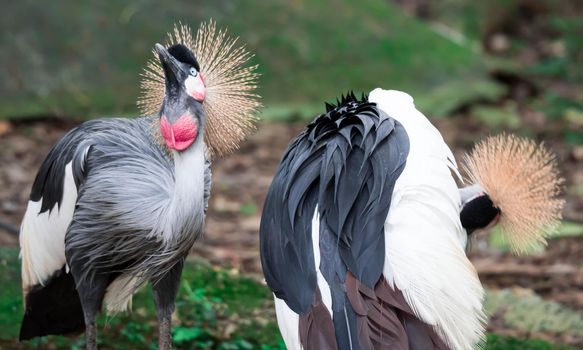 A Grey crowned crane, also known as the African crowned crane, golden crested crane, golden crowned crane, East African crane, East African crowned crane, Eastern crowned crane, South African crane