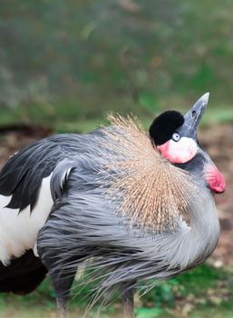 A Grey crowned crane, also known as the African crowned crane, golden crested crane, golden crowned crane, East African crane, East African crowned crane, Eastern crowned crane, South African crane