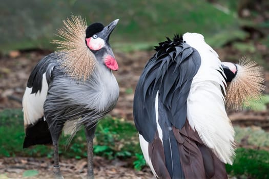 A Grey crowned crane, also known as the African crowned crane, golden crested crane, golden crowned crane, East African crane, East African crowned crane, Eastern crowned crane, South African crane