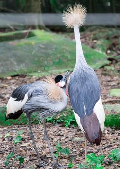 A Grey crowned crane, also known as the African crowned crane, golden crested crane, golden crowned crane, East African crane, East African crowned crane, Eastern crowned crane, South African crane