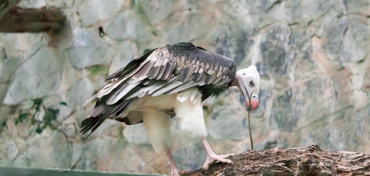 A White-headed vulture (Trigonoceps occipitalis)