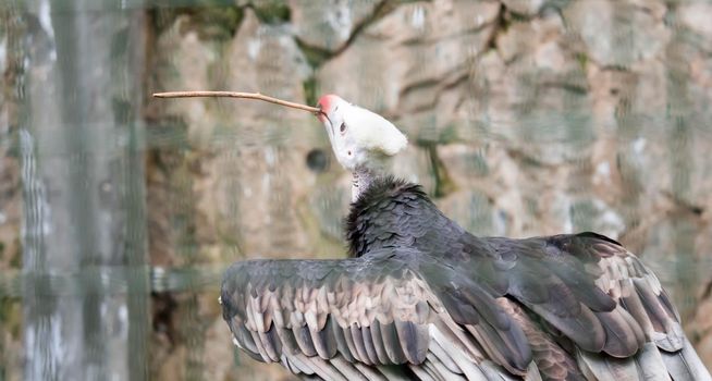 A White-headed vulture (Trigonoceps occipitalis)