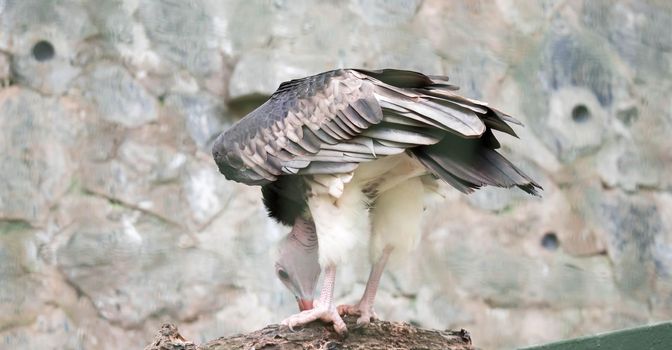 A White-headed vulture (Trigonoceps occipitalis)