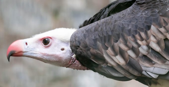 A Close up of a White-headed vulture (Trigonoceps occipitalis)