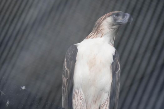 The Philippine eagle (Pithecophaga jefferyi) is one of the most endangered bird species in the world. It is believed that less than 500 pairs survive in the world