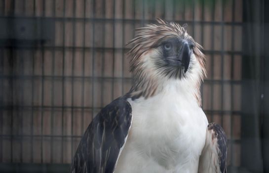 The Philippine eagle (Pithecophaga jefferyi) is one of the most endangered bird species in the world. It is believed that less than 500 pairs survive in the world