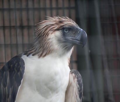 A Philippine Eagle also known as the Monkey-eating Eagle