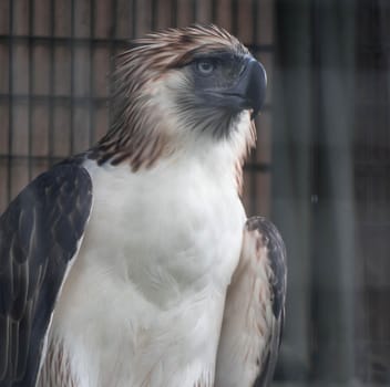 A Philippine Eagle also known as the Monkey-eating Eagle