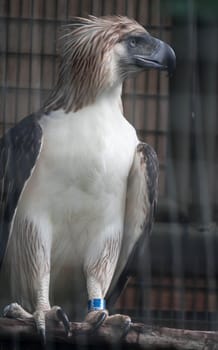 A Philippine Eagle also known as the Monkey-eating Eagle