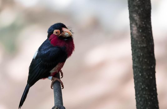 A Bearded Barbet (Pogonornis dubius) perched in a tree. Bird species with very odd shaped bill.