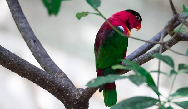 A yellow-bibbed lory (Lorius chlorocercus) perches on the branch. It is a species of parrot in the family Psittaculidae. It is endemic to the southern Solomon Islands.