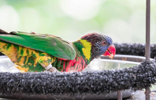 A Rainbow lorikeet, Trichoglossus haematodus moluscanus, is beautifully colored parrot