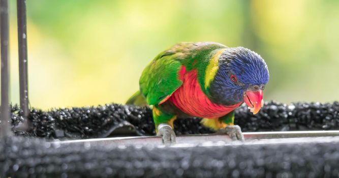 A Rainbow lorikeet, Trichoglossus haematodus moluscanus, is beautifully colored parrot