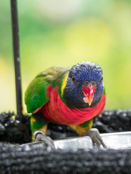 A Rainbow lorikeet, Trichoglossus haematodus moluscanus, is beautifully colored parrot