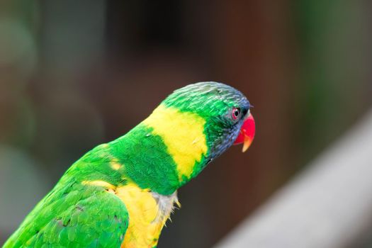 A Rainbow Lorikeet, a species of parrot from Australia. Trichoglossus moluccanus